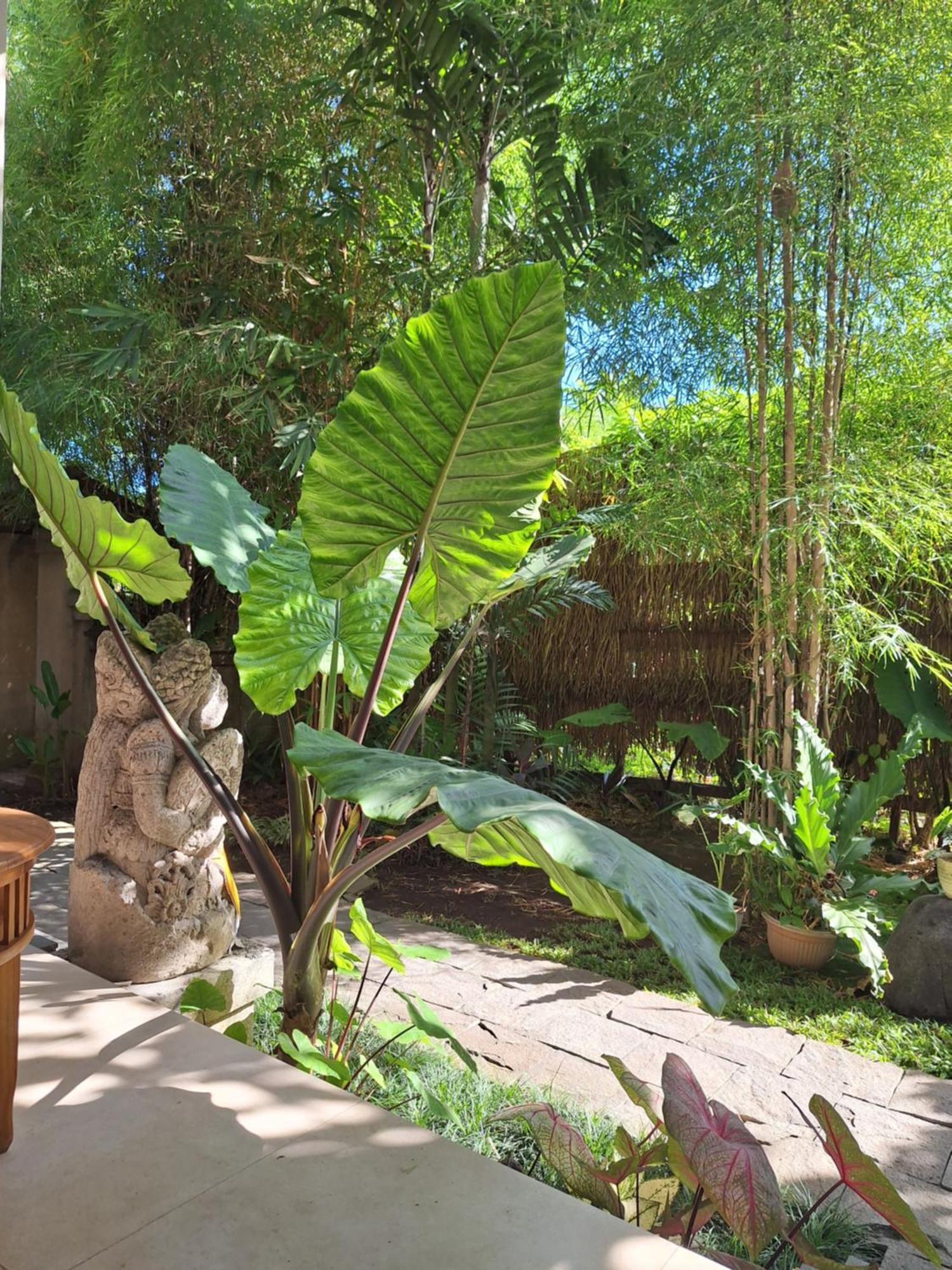 Kasapa Inn Ubud Exteriör bild