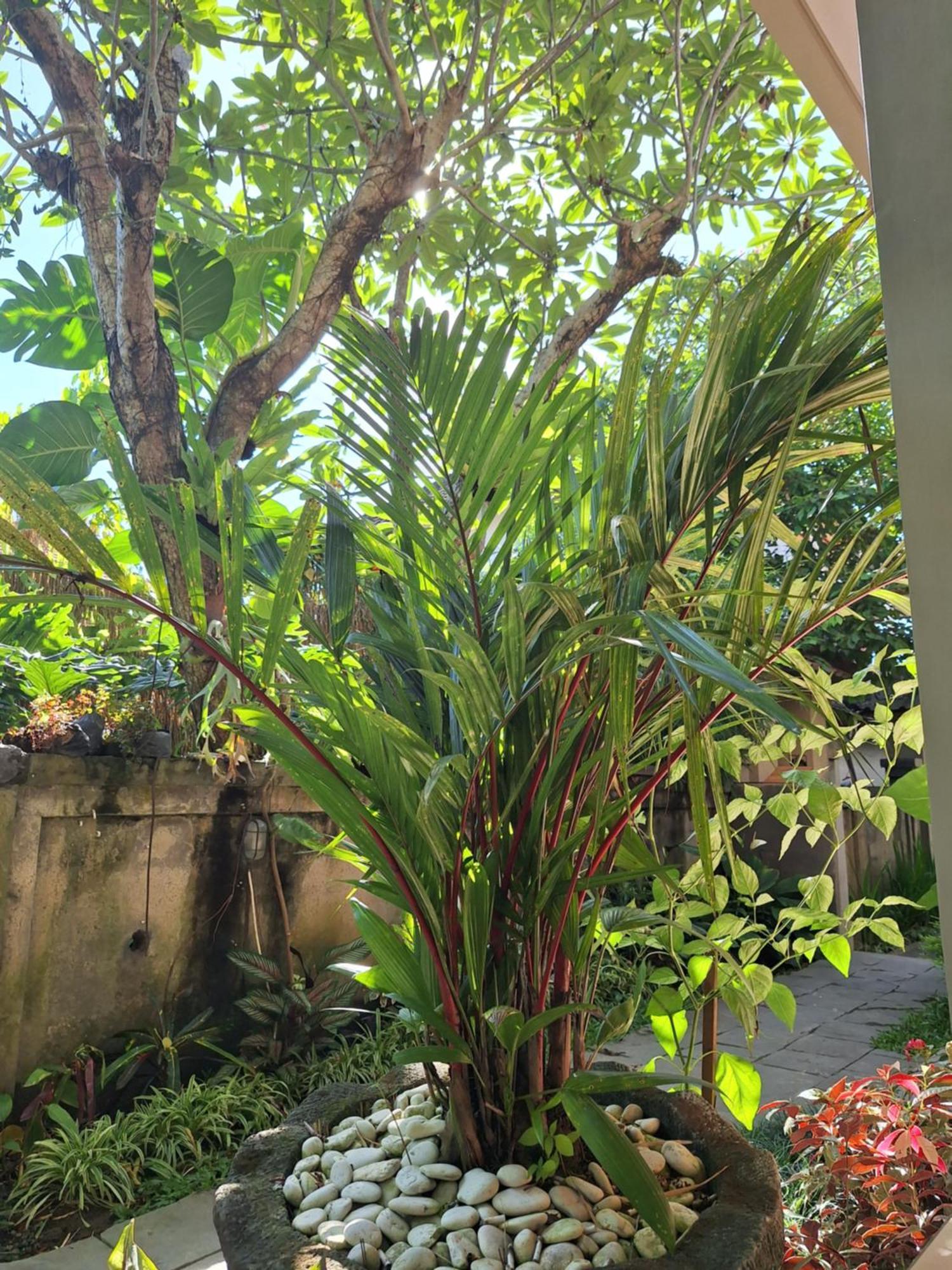 Kasapa Inn Ubud Exteriör bild