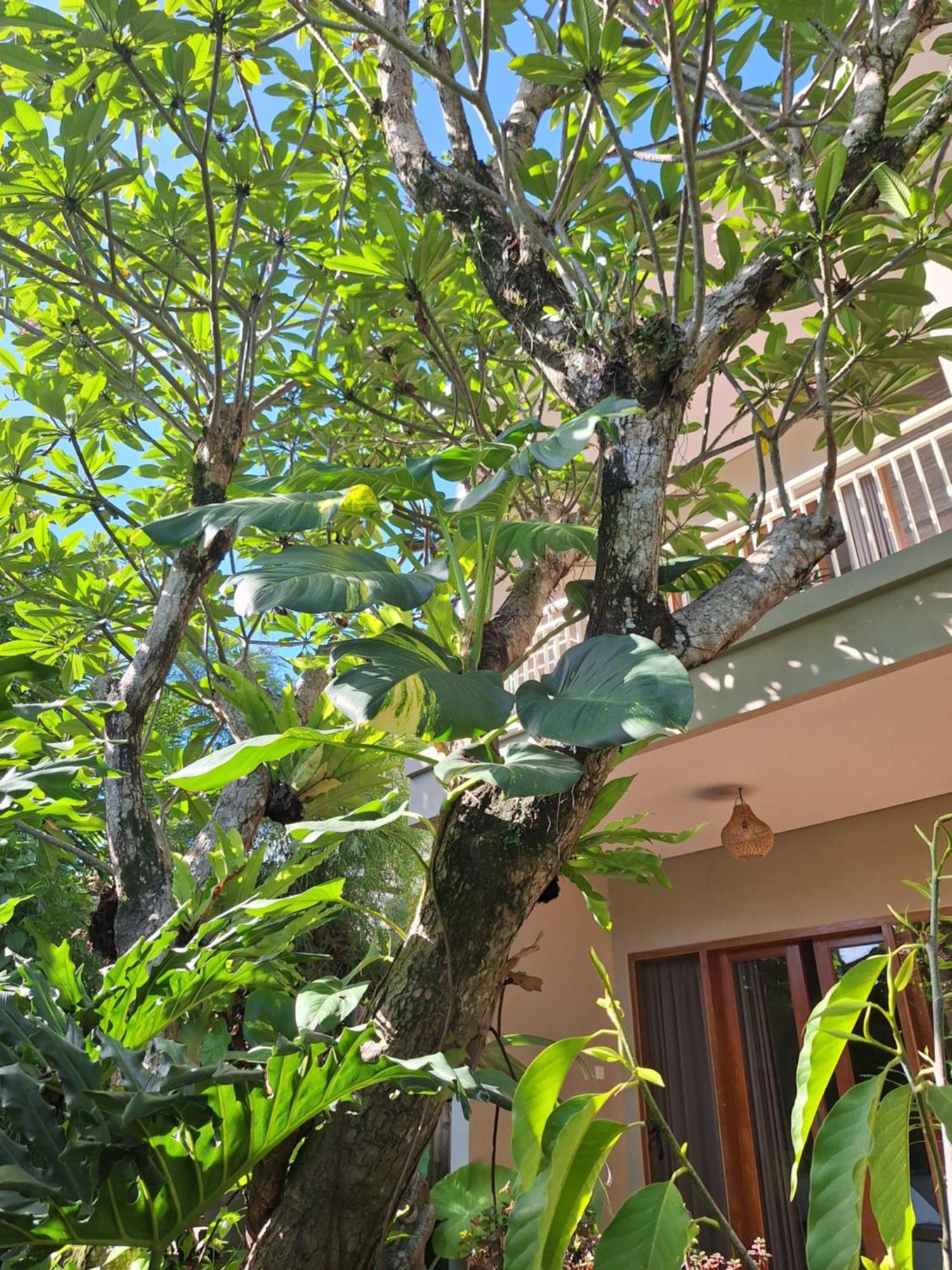 Kasapa Inn Ubud Exteriör bild